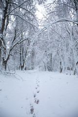 Footprints in the snow
