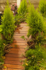 typical Japanese bridge surrounded by evergreen trees