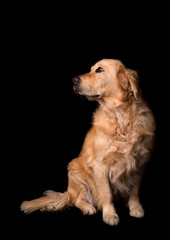 Golden Retriever dog isolated on black