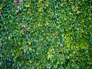 Ivy wall nature green background