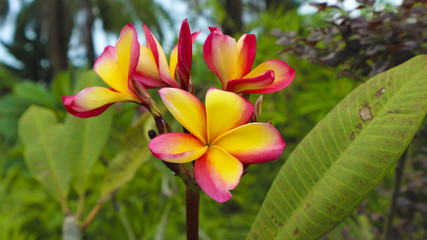 red yellow bugle flower