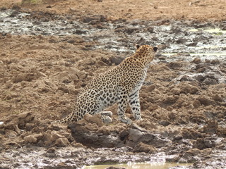 South African wildlife