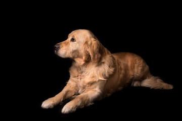 Golden Retriever dog isolated on black