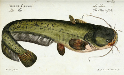 Fototapeta premium Illustration of a fish.