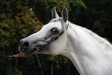 Gray arabian horse head closeup