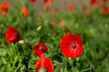 Naklejka premium Nahaufnahme einer Mohnblume am Laacher See im Herbst