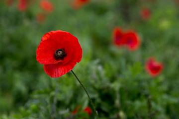 Nahaufnahme einer Mohnblume am Laacher See im Herbst