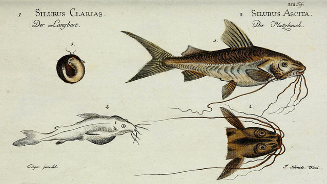 Illustration of a fish.