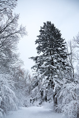 Big Christmas tree in the forest