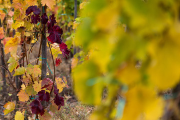Buntes Weinlaub auf dem Rotweinwanderweg im Ahrtal