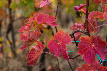Buntes Weinlaub auf dem Rotweinwanderweg im Ahrtal