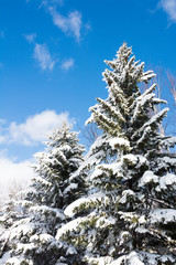 冬の青空と雪化粧したマツ林