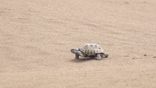 Central Asian tortoise 50p
