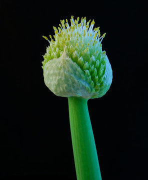 Macro close-up photograph of a flower of the negi plant, Japanese Bunching Onion (Allium fistulosum species), variety Ishikura, isolated on black background