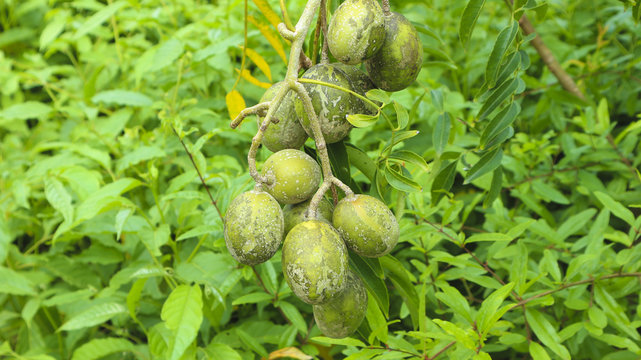 kedondong fruit in the its plant