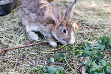 brown rabbit eating fresh grass and hay in a biological breeding with chickens in the background