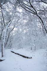 landscape with a snowfall