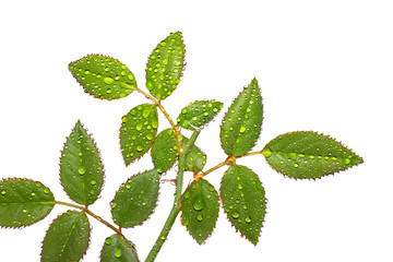 Rose leaves with drops closeup