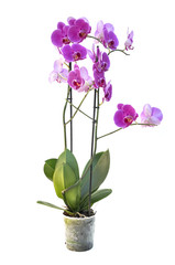 Naklejka na ściany i meble beautiful pink orchid isolated on white background