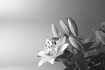 abstract of a bunch of lillys in black and white