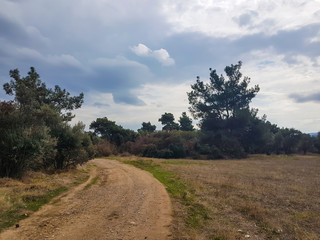Fototapeta na wymiar pathway around fields rural areal with pines and olive trees