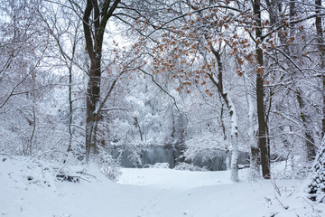 Quiet lake in the winter forest