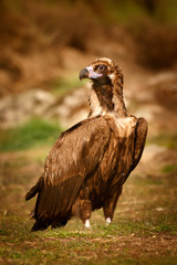 The majestic black vulture