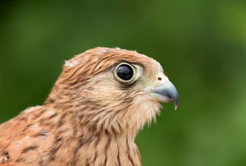 Portrait of a young kestrel