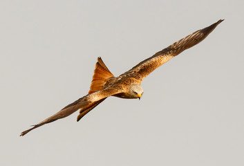 Awesome bird of prey in flight