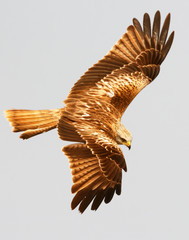 Awesome bird of prey in flight