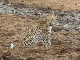 South African wildlife