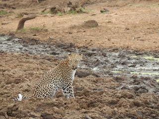South African wildlife