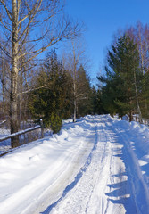 Winter forest, landscape