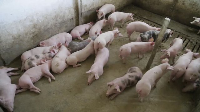 Fattening pigs sleeping in sty