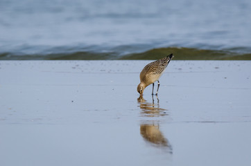 STINT - Marine birds on the sea beach
