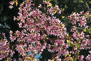 Blüten der Zierkirsche