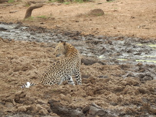 South African wildlife