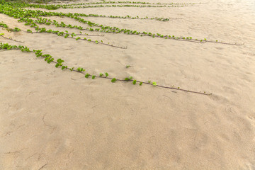 Beach morning glory growth up tightly along the beach