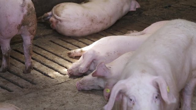 Fattening pigs sleeping in a pigpen