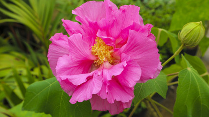 ping lion flower in the park