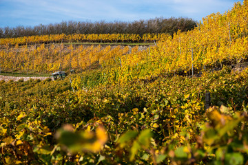 Obraz premium Weinberg