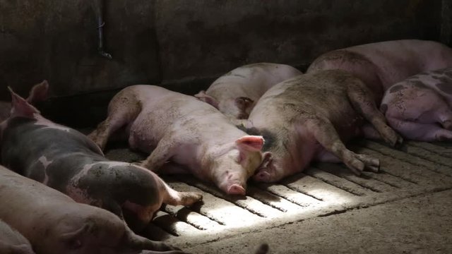 Pigs napping in the pigsty