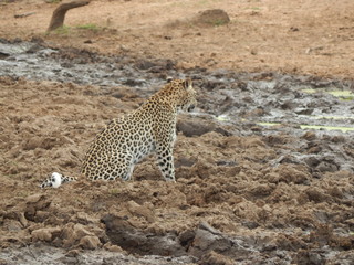 Fototapeta na wymiar South African wildlife