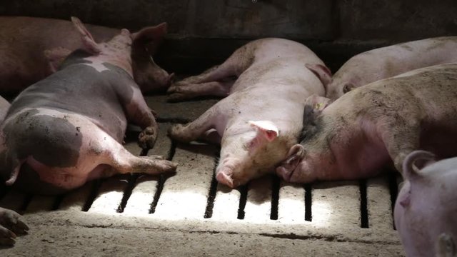 Sleepy pigs in pigsty