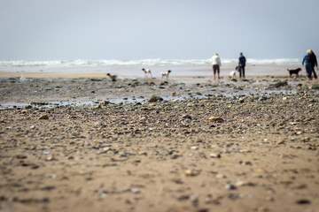 people and dogs walking on a beach next to the sea