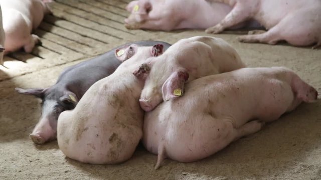 Pigs napping on pigsty floor