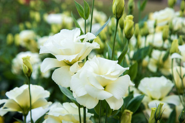 Obraz na płótnie Canvas Close up white Lisianthus Flowers in the Garden