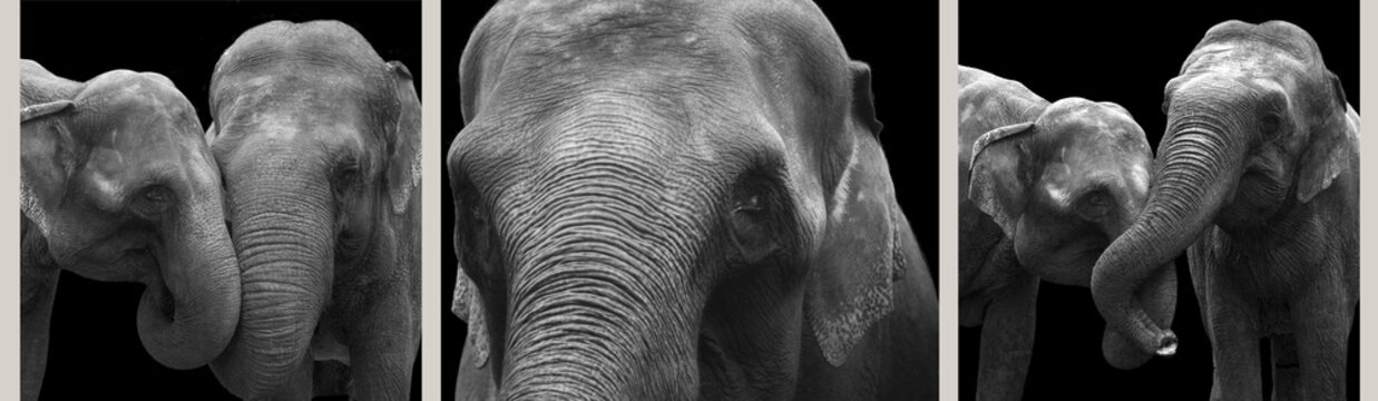 African elephants close-up, isolated on a black background