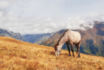 Fototapeta na wymiar Charming Icelandic horses in a pasture with mountains in the background