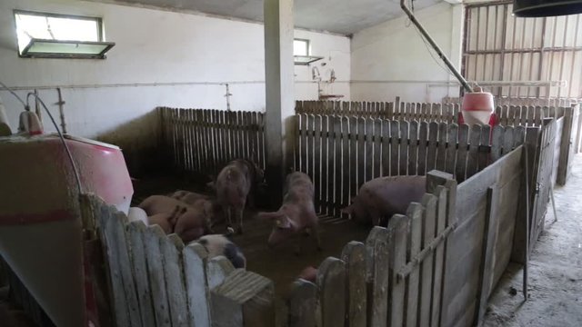 Fattening pigs in the farm
